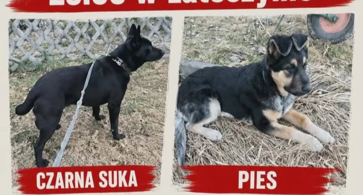 Uwaga! Zaginęły w Latoszynie
