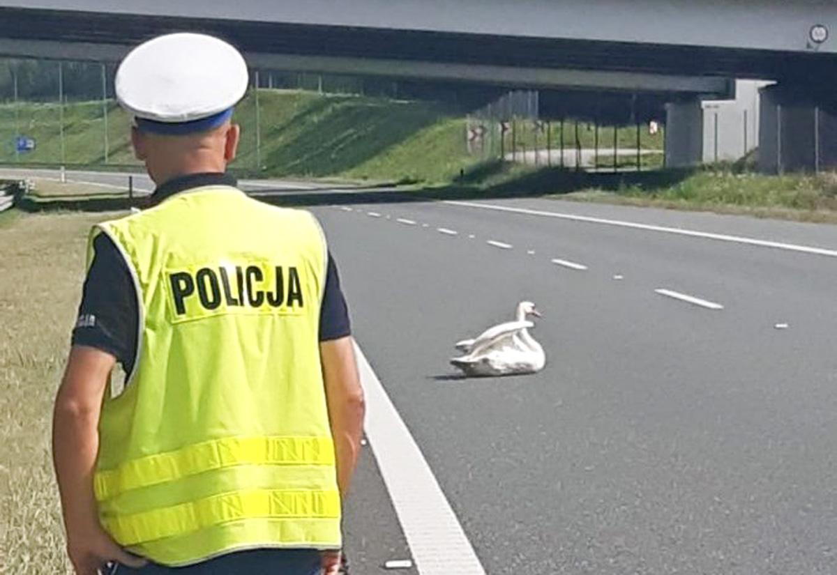 Usiadł na jezdni i zablokował autostradę