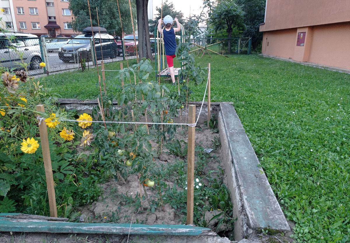 Na razie w piaskownicy rosną kwiaty i pomidory