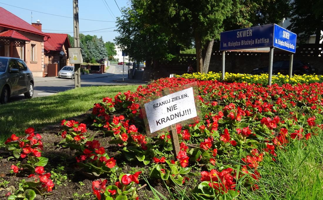 Jedni kwiatki kradną, inni po prostu niszczą