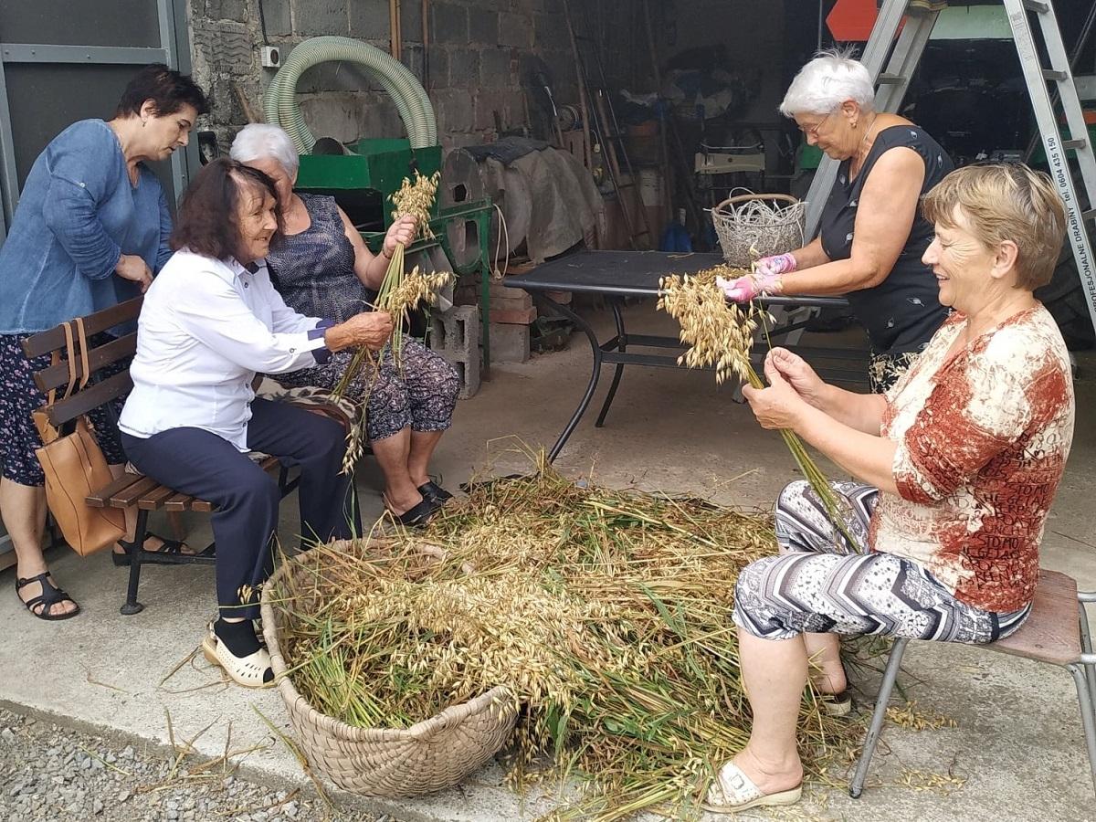 Do zrobienia wieńca używają tylko kłosów zżętych sierpem