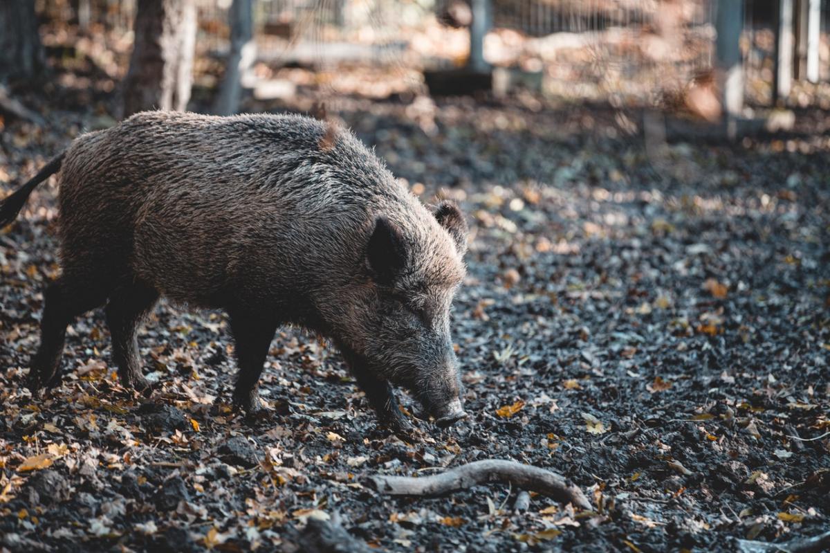 Afrykański pomór świń atakuje. Chroń zwierzęta! 