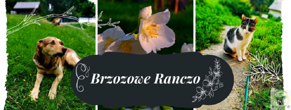 Brzozowe Ranczo: nie zbieramy pieniędzy w ten sposób