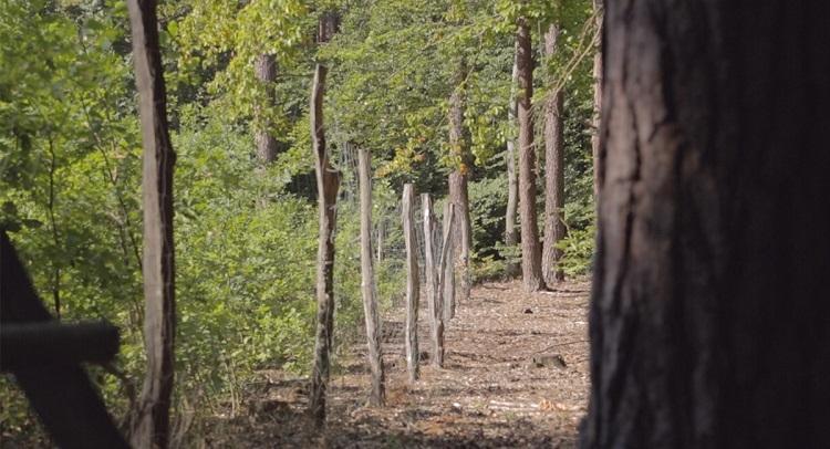 Ta ustawa oznacza prywatyzację i degradację lasów - grzmią ekolodzy. Poseł zaprzecza 