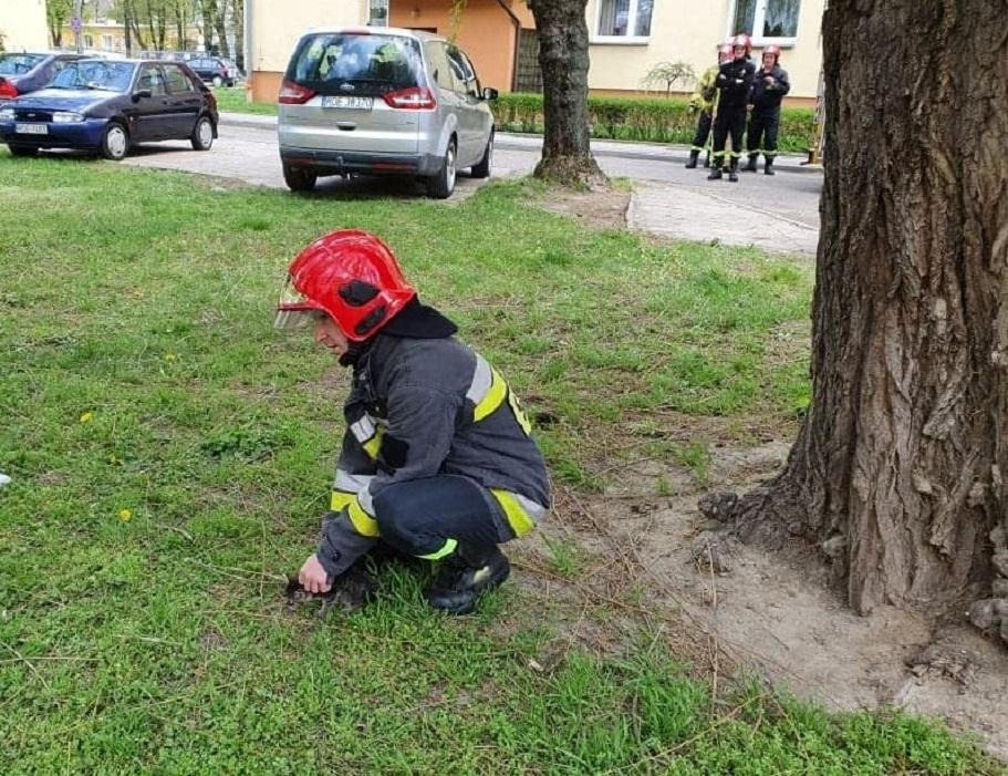 Maluch utknął na drzewie