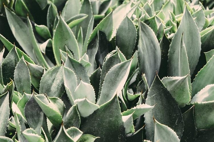 Aloes w koreańskiej pielęgnacji