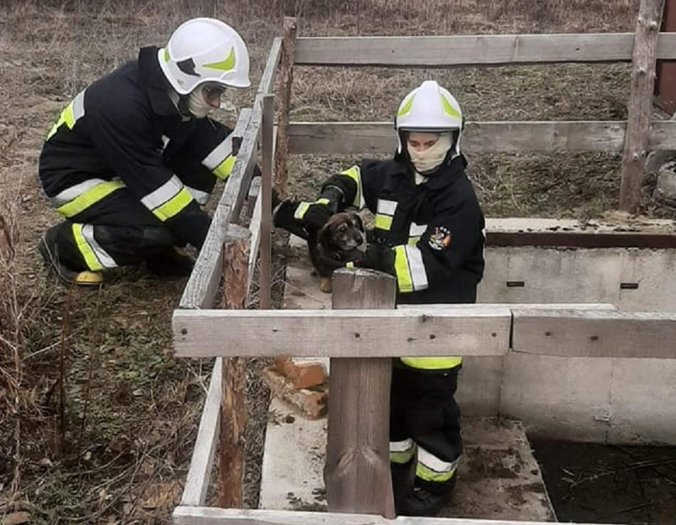 Pies wpadł do studzienki. Pomogli mu strażacy