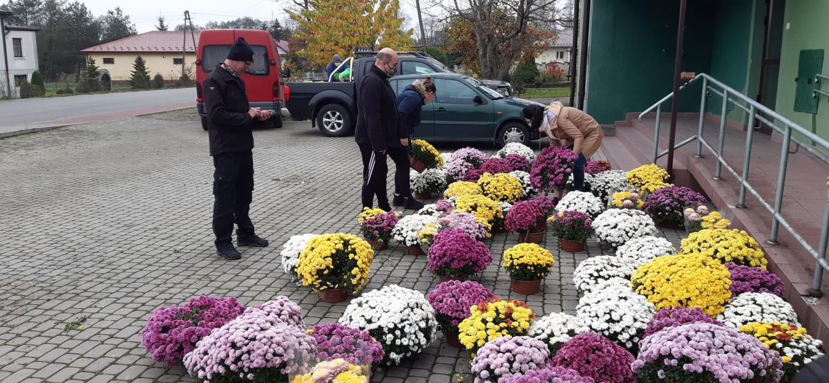 Rozdali 1400 chryzantem, dziś kolejne akcje 