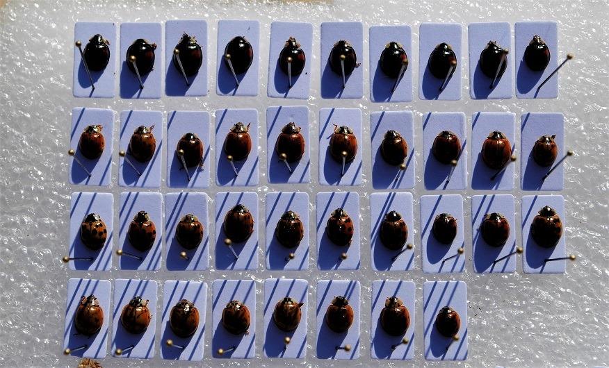 Biedronki wchodzą do domów, a skupieńce obsiadają lipy