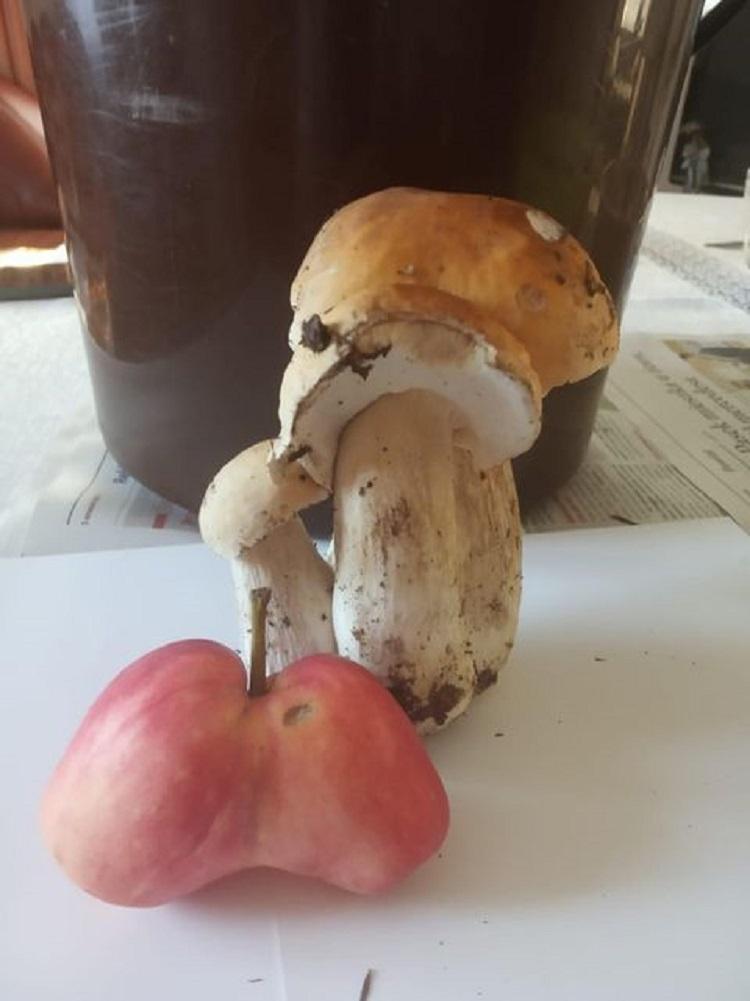 Bliźniaki w sadzie, trojaczki w lesie