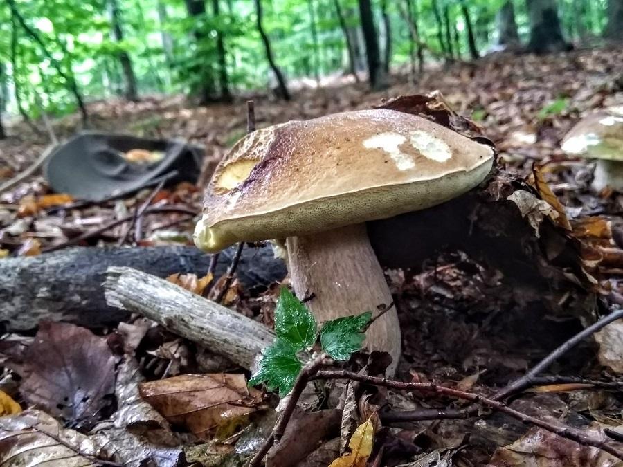 Na grzyby, póki są!