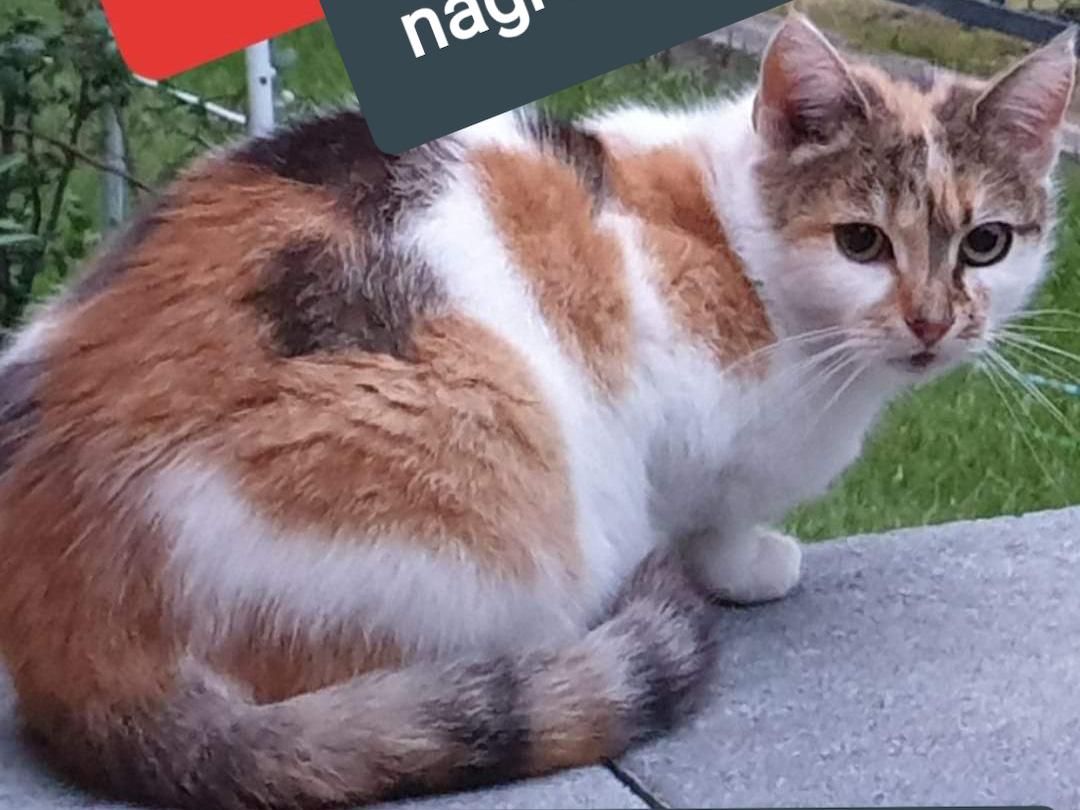 Uwaga! Zaginęła kotka. Za pomoc nagroda. 