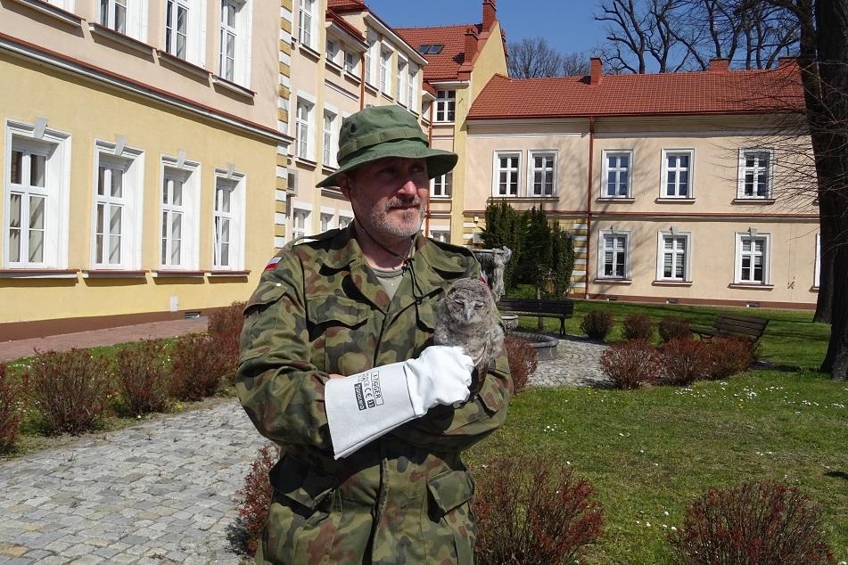 Mały puszczyk wypadł z gniazda