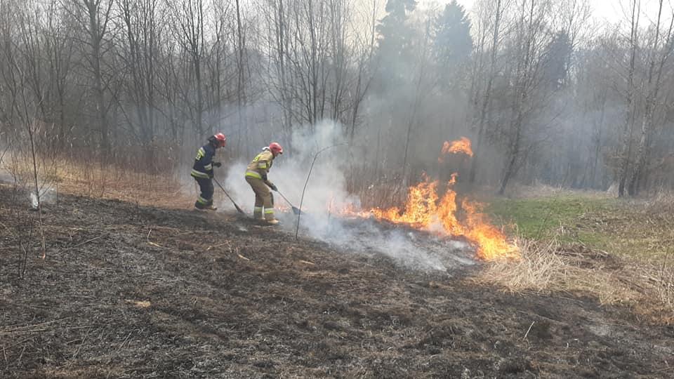 Płoną trawy i młode lasy