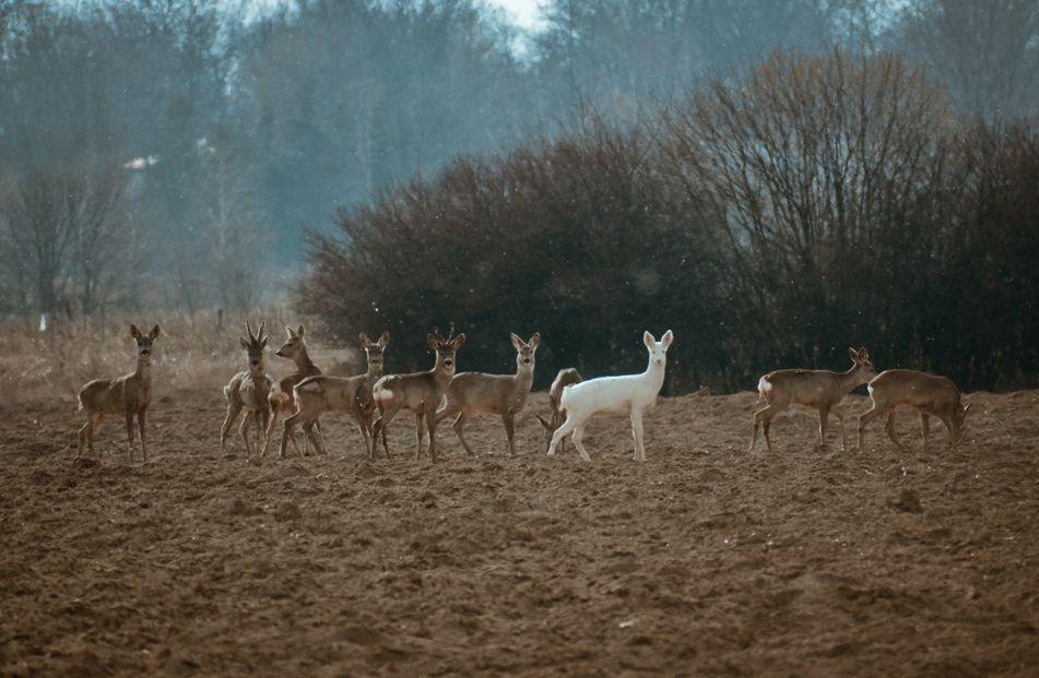 Sfotografował białą sarnę!