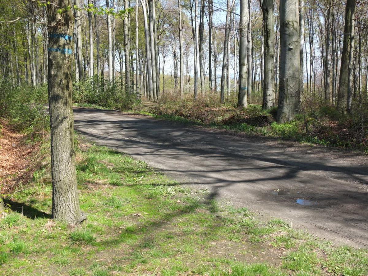 Od dziś obowiązuje zakaz wejścia do lasu