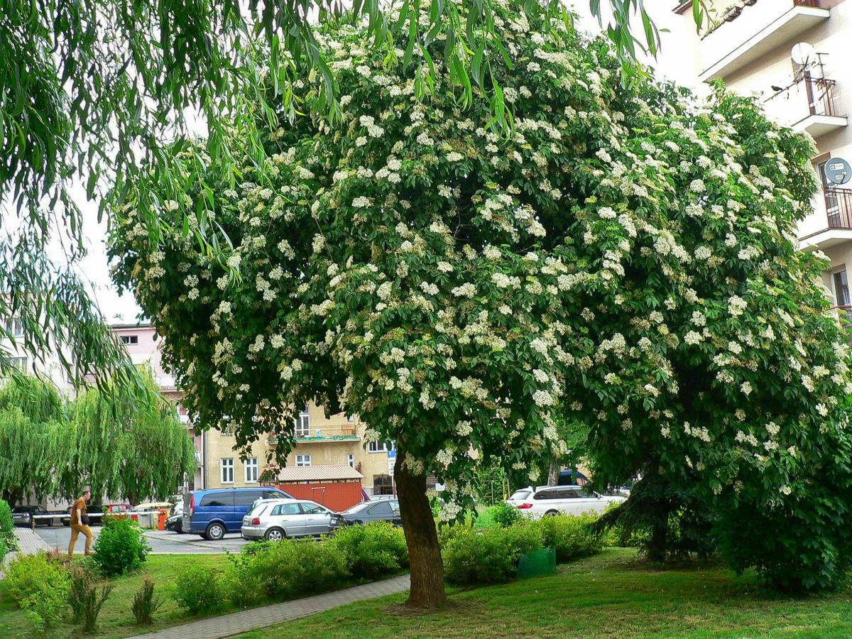 Najpiękniejsze drzewo Europy. Oddaj głos na bez czarny