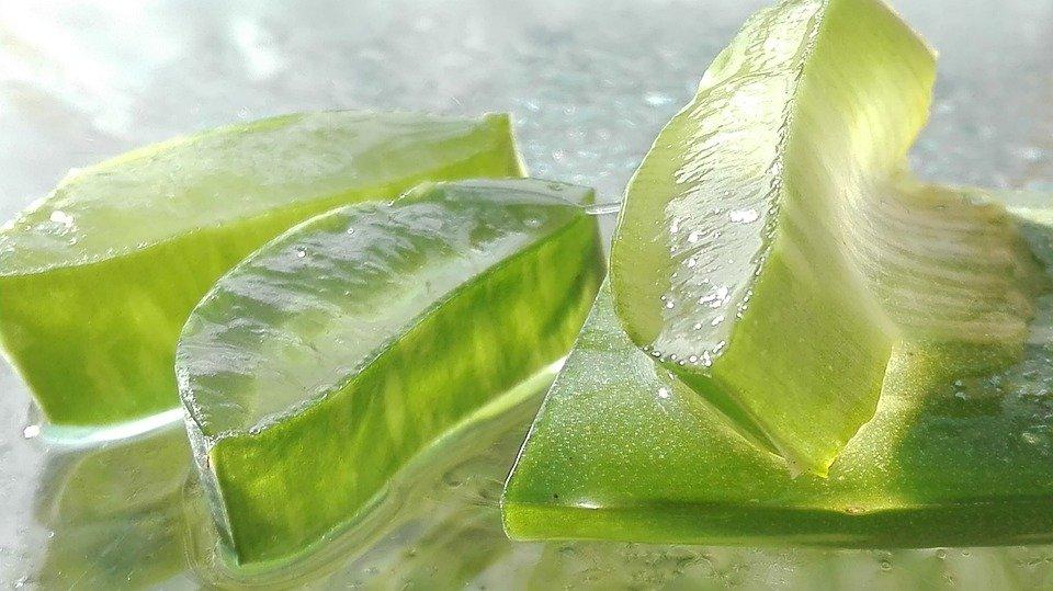 Aloes zwany zielonym złotem