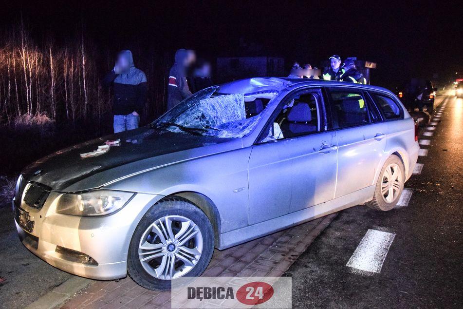 Kierowca bmw trafił do szpitala, łoś nie przeżył - zdjęcia