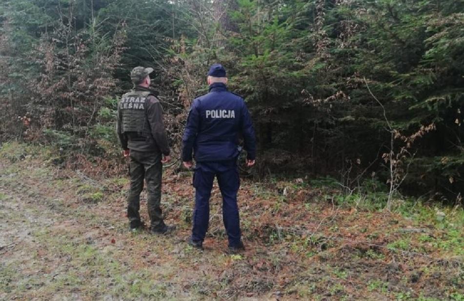 Za kradzież choinki z lasu nawet 5 tysięcy złotych grzywny
