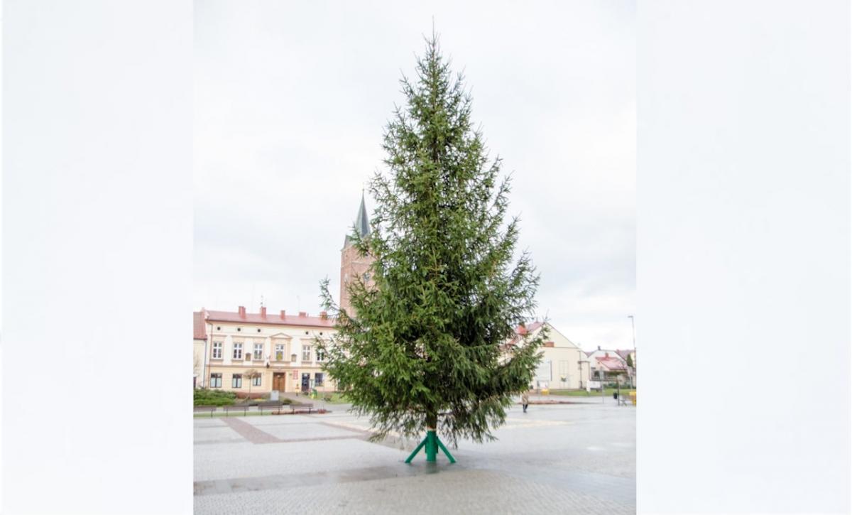 Pilzno też ma już drzewko