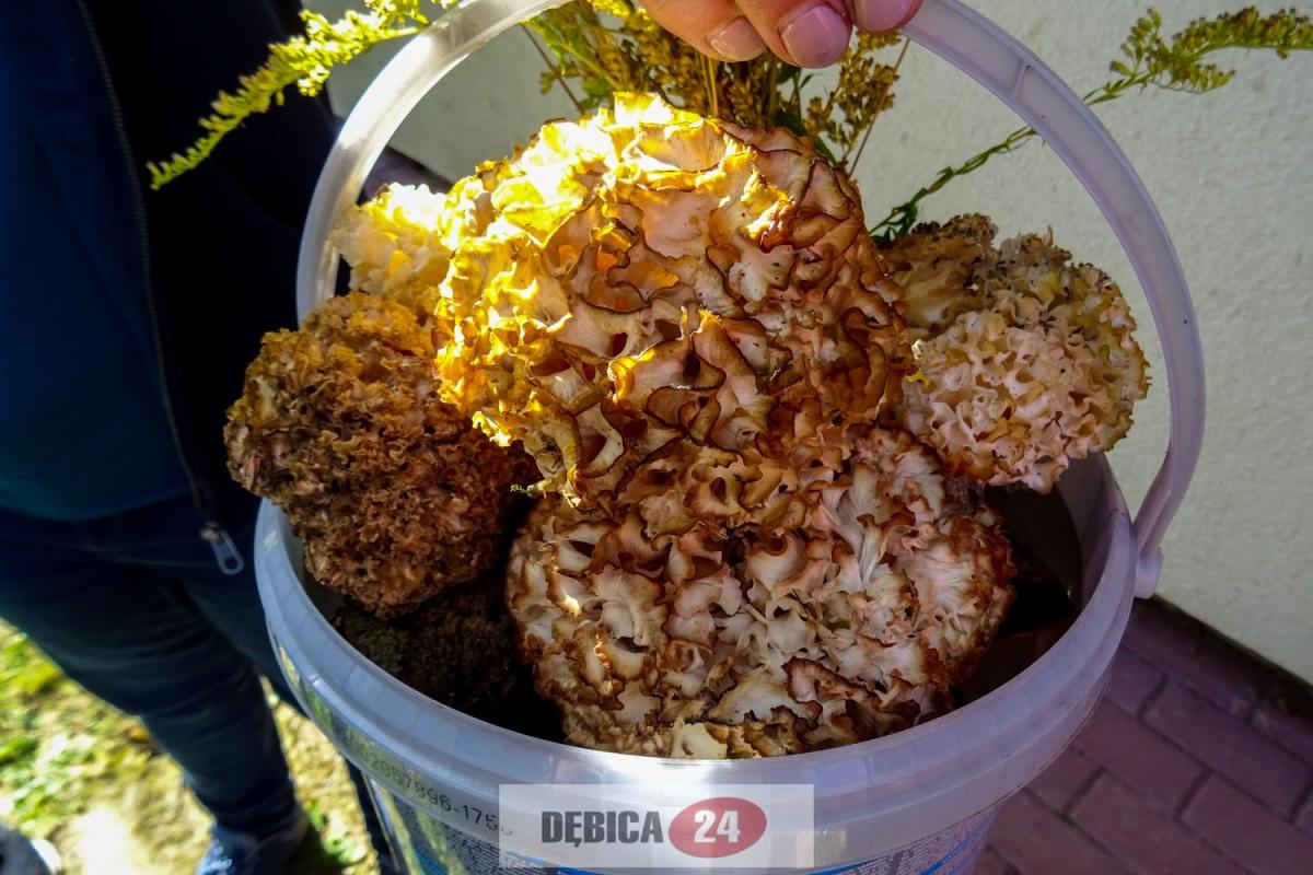 Szukali prawdziwków, znaleźli siedzunia - zdjęcia