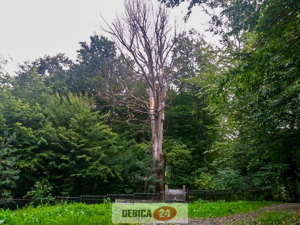 Pozbawią pomnik ochrony. Pójdzie do wycięcia