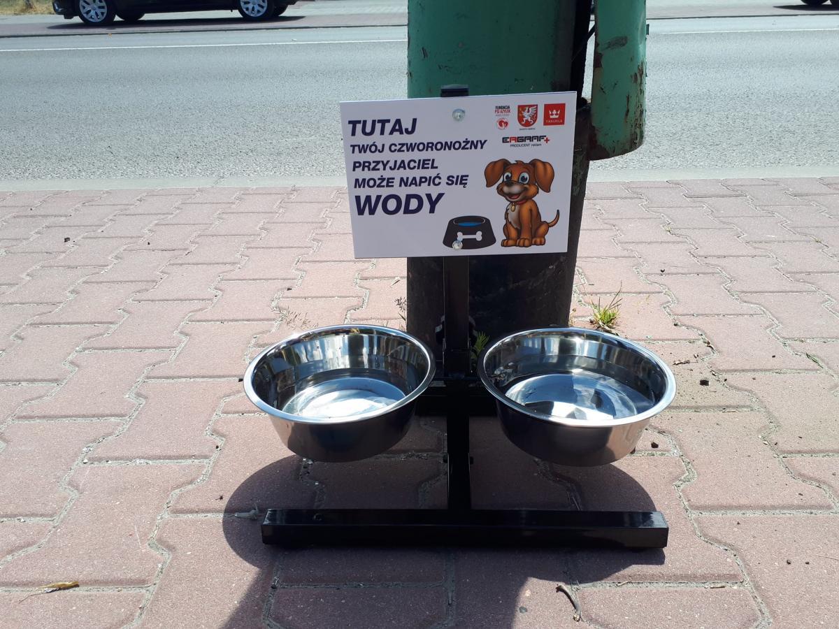 Dwadzieścia misek dla spragnionych psów