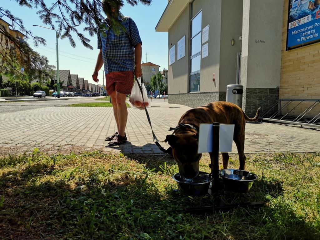 Tutaj psy mogą się napić