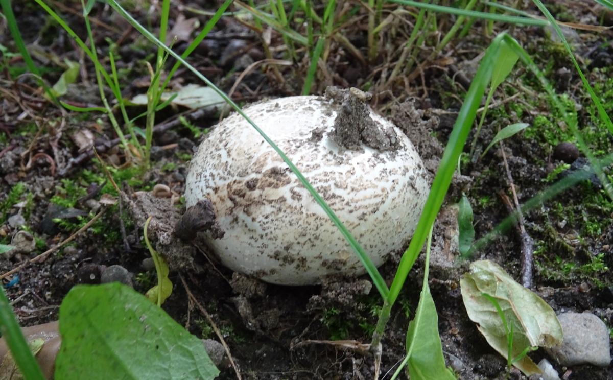 Pieczarki rosną nawet w Parku Jordanowskim
