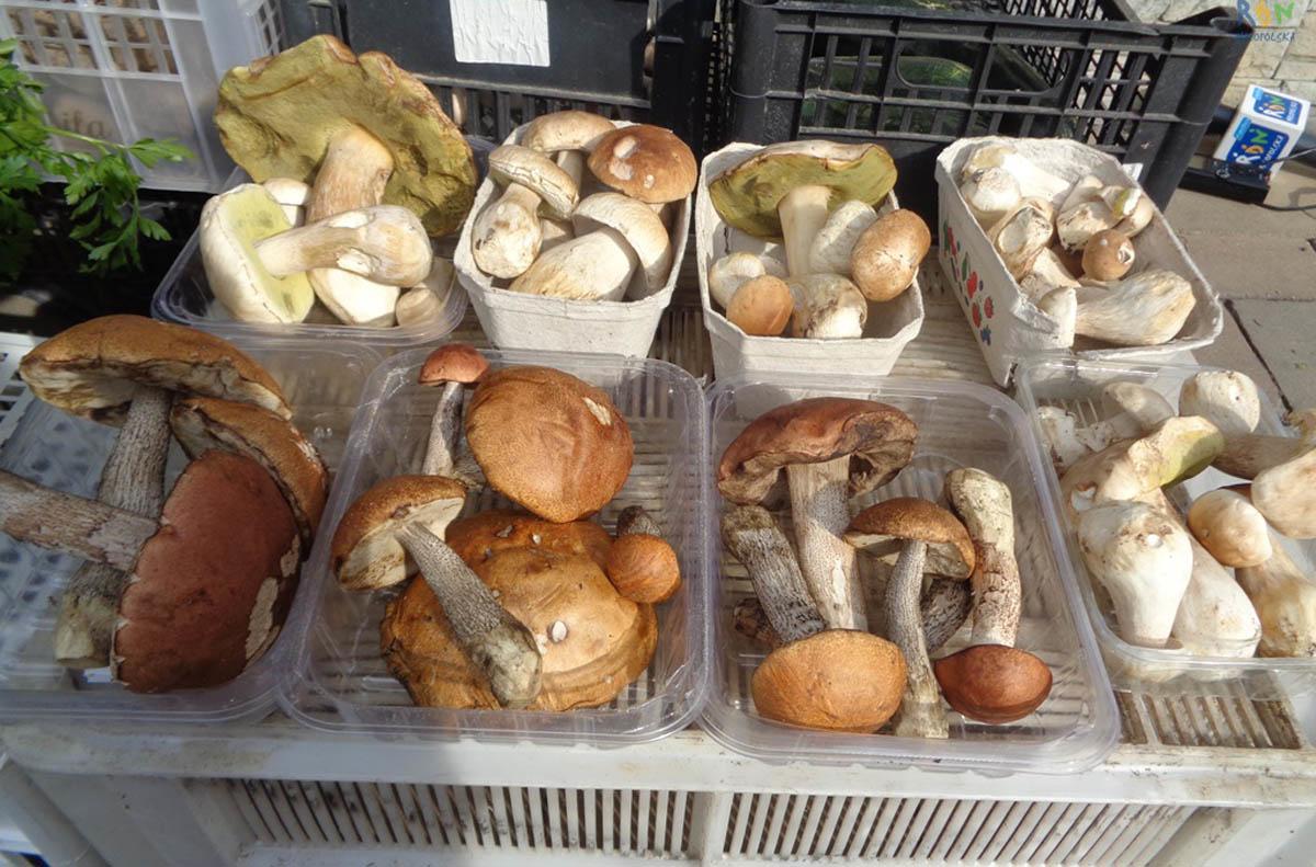 Potrzebny klasyfikator grzybów
