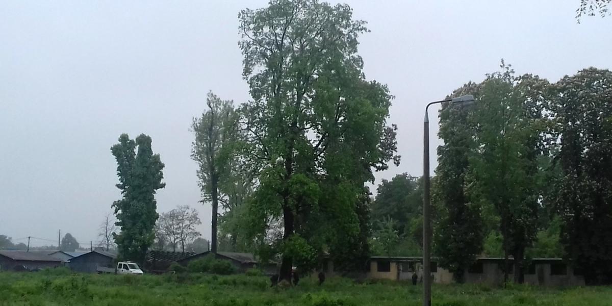 Przy Akademickiej trwa wycinka. Padają buki, modrzewie i kasztany