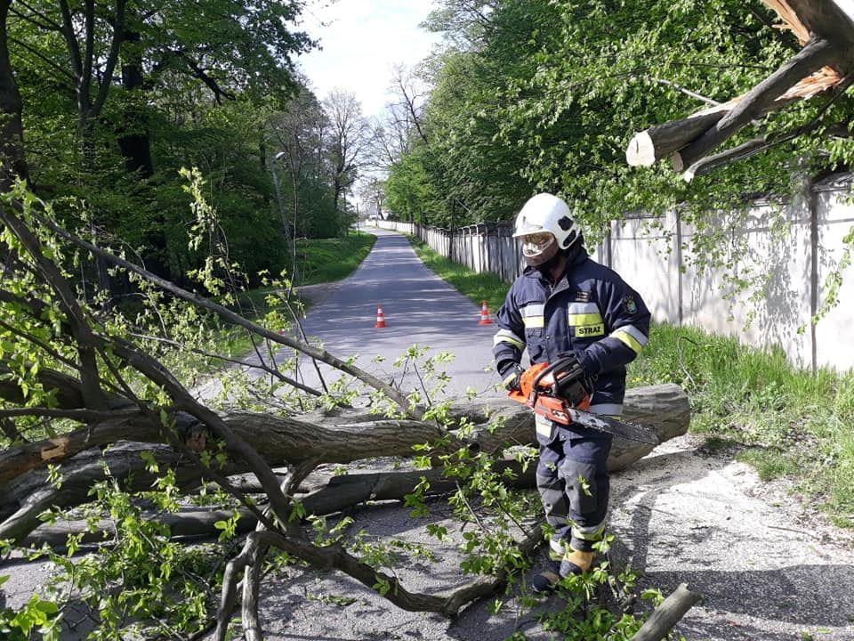 Powalone drzewo w Parkoszu