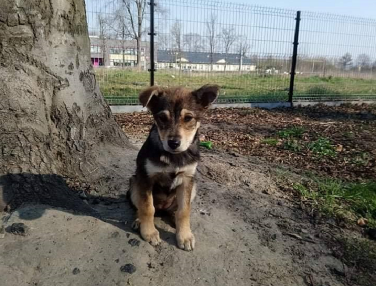 Psinka Spinka czeka w azylu
