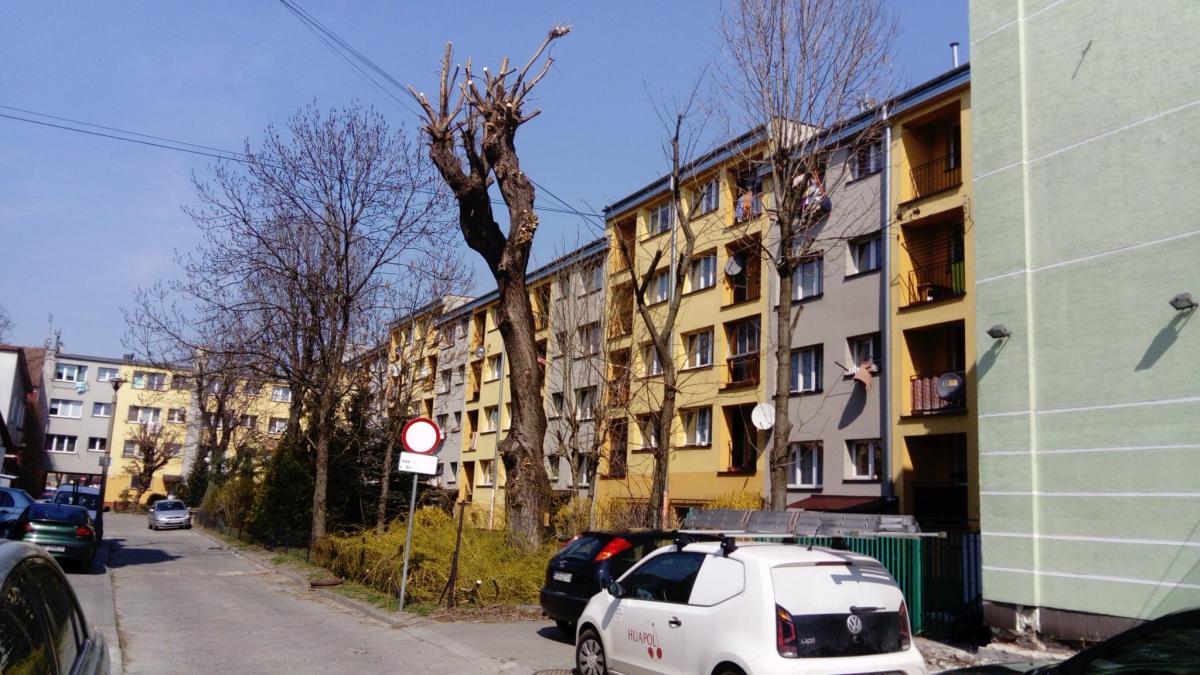 Prezes nie wie, kto mógł obciąć drzewo