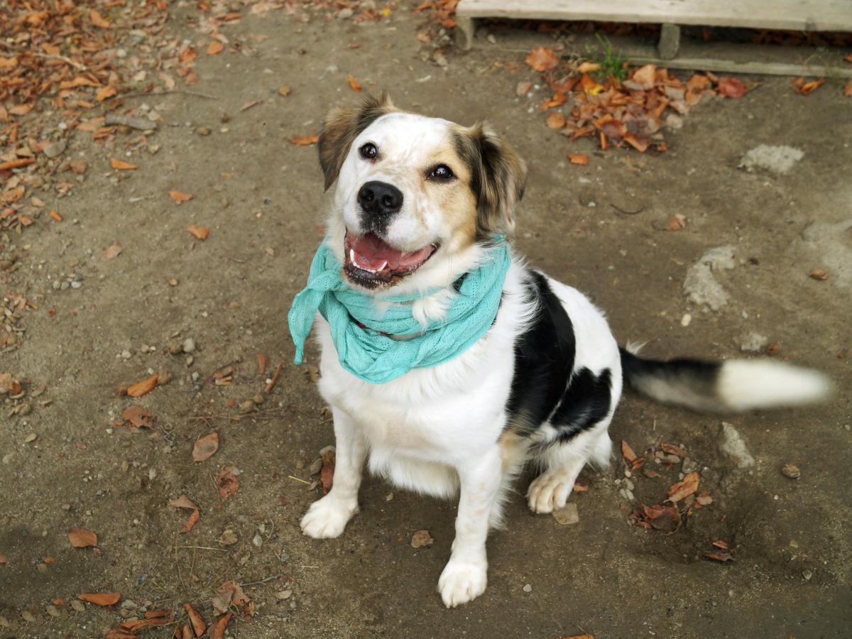 Zeus tak bardzo chce do domu