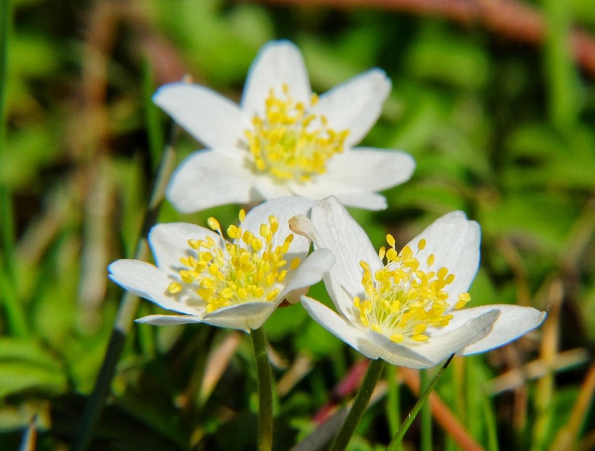 Wiosenna galeria