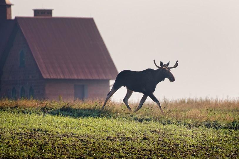 Chodzi łoś po Górze Motycznej