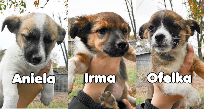 Aniela, Irma, Ofelka - szukają domu