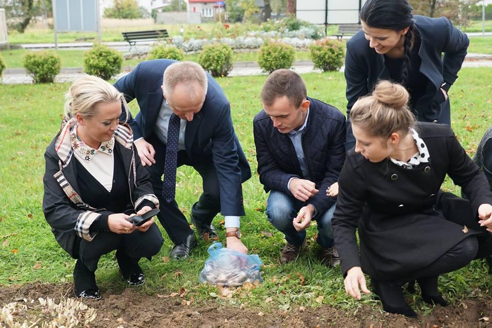 Urzędnicy posadzili żonkile