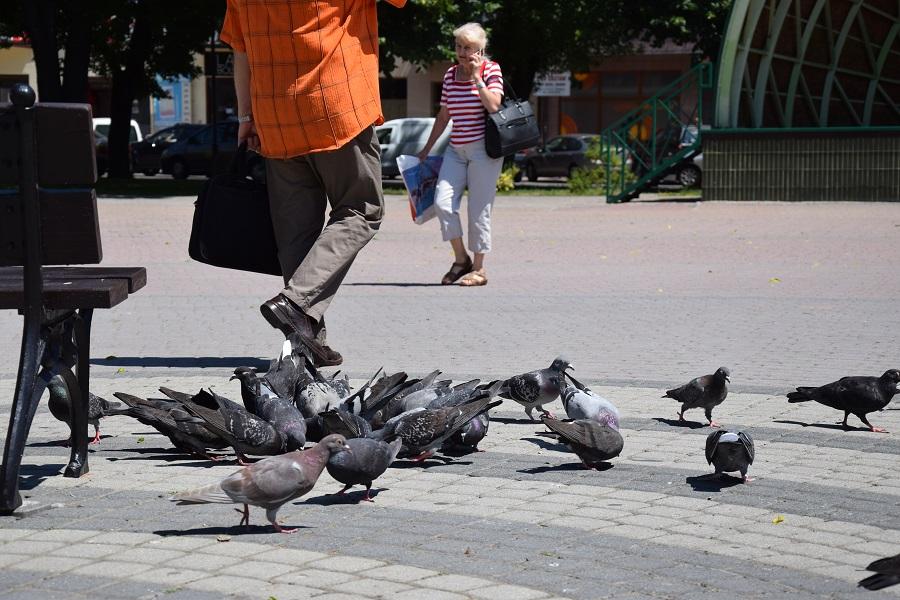 Gołębie na Rynku będzie można karmić, ale nie wszędzie