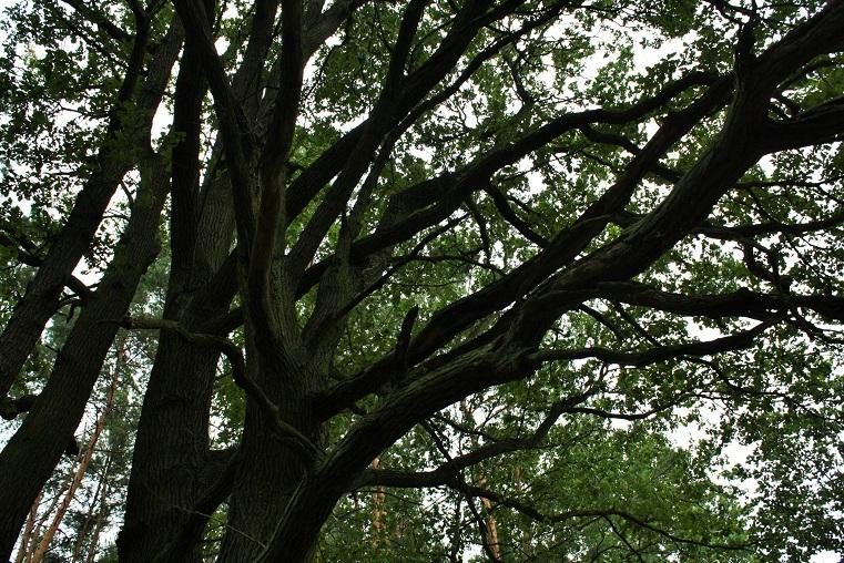 W tym roku młodzież posadzi 3000 buków w Brzeźnicy