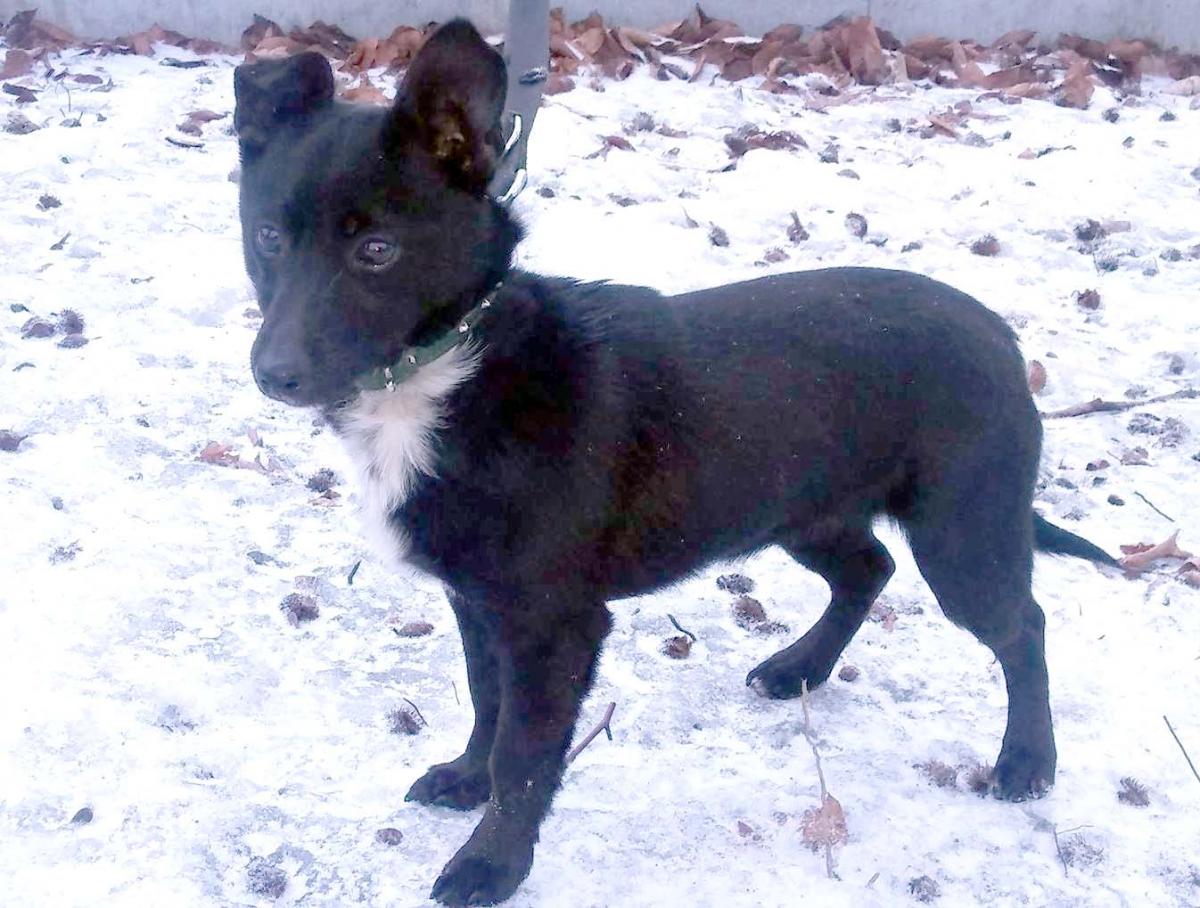 „Czaki” – szuka domu.