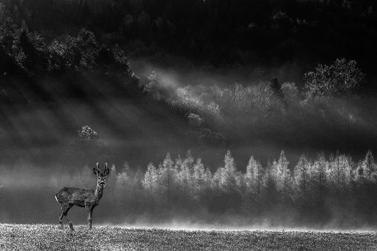 Fotografia Marcina Bawca z Jodłowej robi furorę na świecie