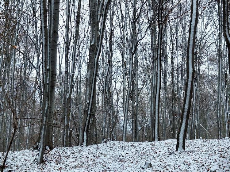 Wybierz się na spacer po Łysej Górze - fotomigawki
