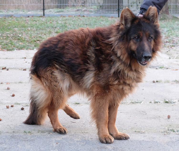 Balto czeka na właściciela!