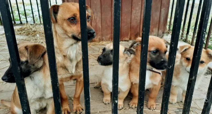 Cztery suczki i dwa pieski szukają nowych domów