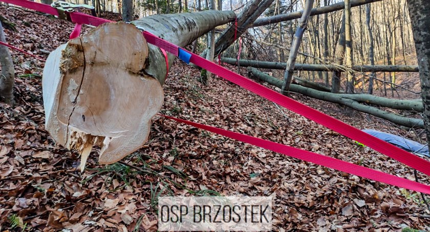 Tragedia podczas wycinki. Nie żyje 45-letni mężczyzna