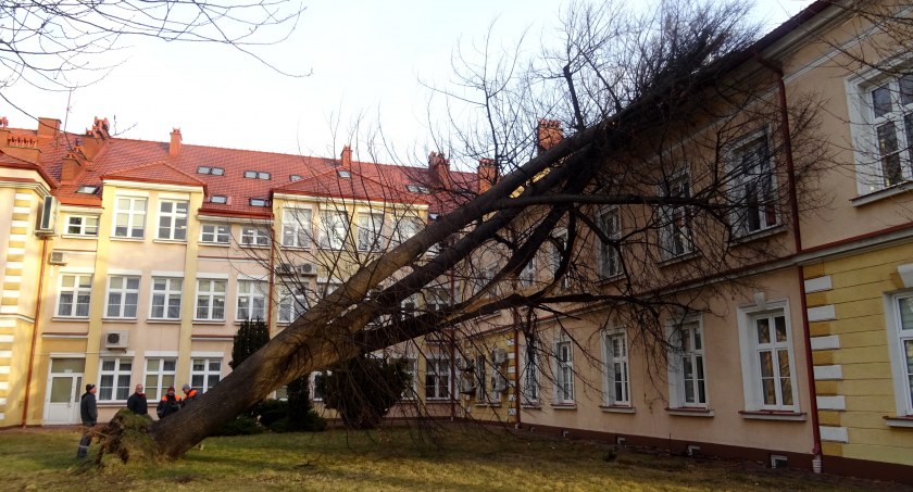 Stuletnia lipa spadła na Ratusz - zdjęcia 