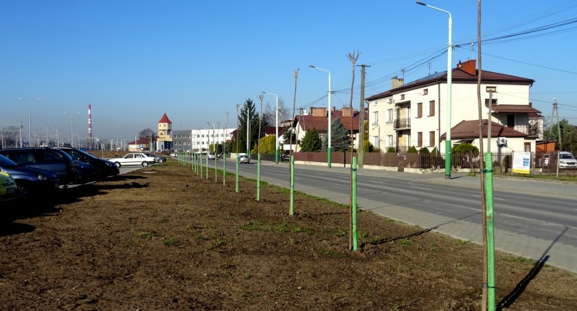 Katalpy to dopiero początek. Będą kolejne nasadzenia